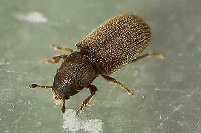 <i>Kissophagus vicinus</i>