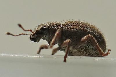 <i>Strophosoma erinaceus</i>