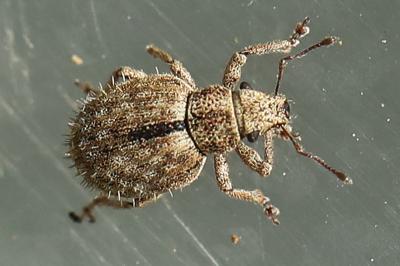 <i>Strophosoma erinaceus</i>