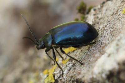 <i>Agelastica alni</i>