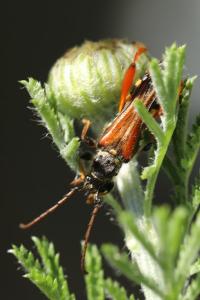 <i>Stenopterus rufus</i>