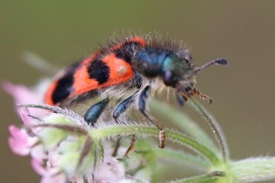 <i>Trichodes alvearius</i>