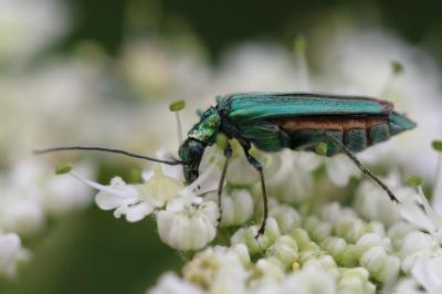 <i>Oedemera nobilis</i>