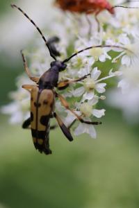 <i>Rutpela maculata</i>