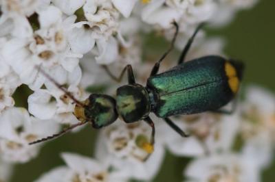 Clanoptilus elegans