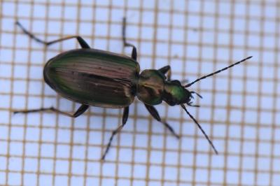 Agonum marginatum