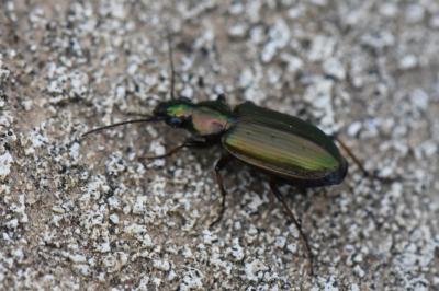 Agonum marginatum