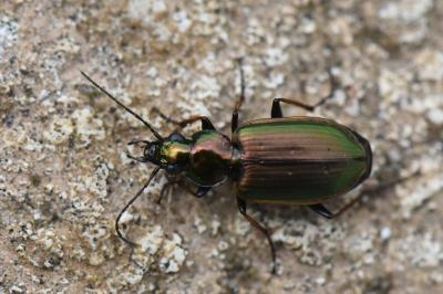 <i>Agonum marginatum</i>