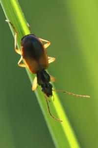 <i>Anchomenus dorsalis</i>
