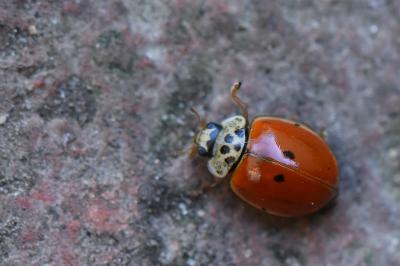 <i>Adalia decempunctata</i>