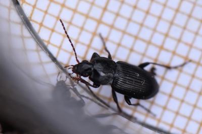 Pterostichus vernalis