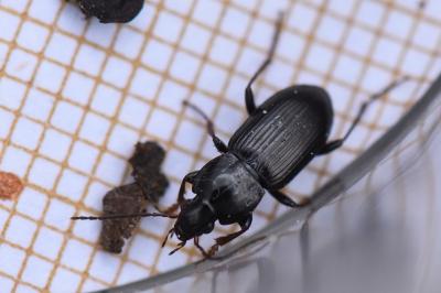 Pterostichus vernalis