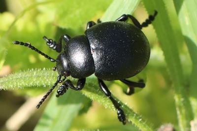 Timarcha goettingensis