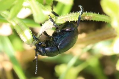 <i>Timarcha goettingensis</i>