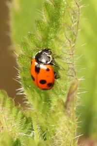 <i>Hippodamia variegata</i>