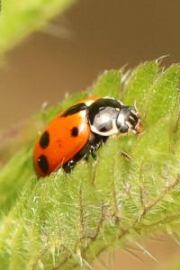 <i>Hippodamia variegata</i>