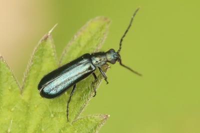 <i>Dasytes caeruleus</i>