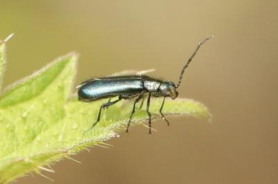 <i>Dasytes caeruleus</i>
