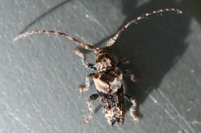 <i>Pogonocherus hispidus</i>