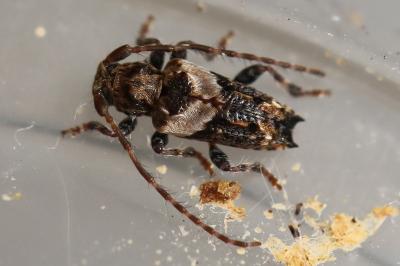 <i>Pogonocherus hispidus</i>