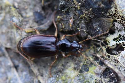 <i>Paranchus albipes</i>