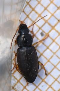 <i>Ophonus</i>