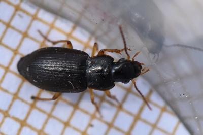 <i>Ophonus</i>