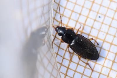 <i>Ophonus</i>