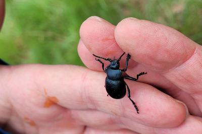 <i>Timarcha tenebricosa</i>