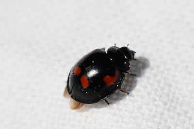 <i>Exochomus quadripustulatus</i>
