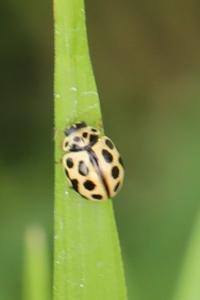 <i>Tytthaspis sedecimpunctata</i>