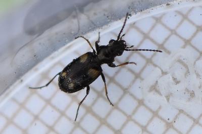 <i>Bembidion quadripustulatum</i>