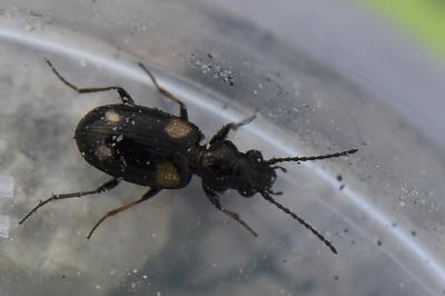 <i>Bembidion quadripustulatum</i>