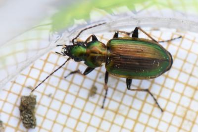<i>Agonum marginatum</i>