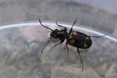 <i>Bembidion quadripustulatum</i>