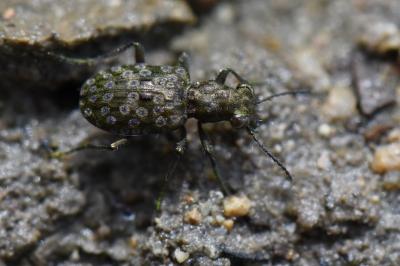 <i>Elaphrus riparius</i>