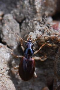 <i>Paranchus albipes</i>