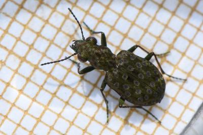 <i>Elaphrus riparius</i>
