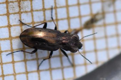 Notiophilus quadripunctatus
