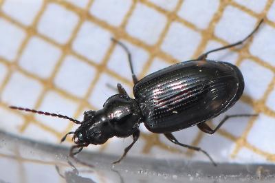 <i>Bembidion lunulatum</i>