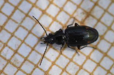 <i>Bembidion lunulatum</i>
