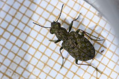 Elaphrus riparius