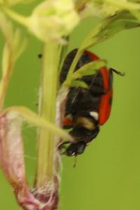 <i>Coccinella septempunctata</i>