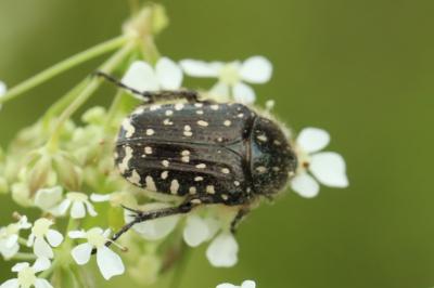 Cétoine funeste