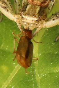 <i>Demetrias atricapillus</i>