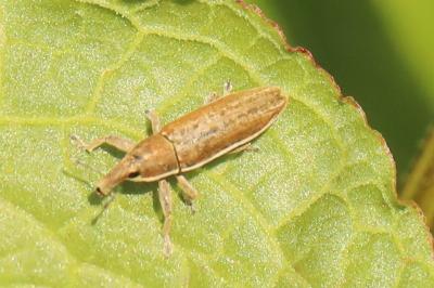 Lixus ochraceus