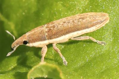 <i>Lixus ochraceus</i>