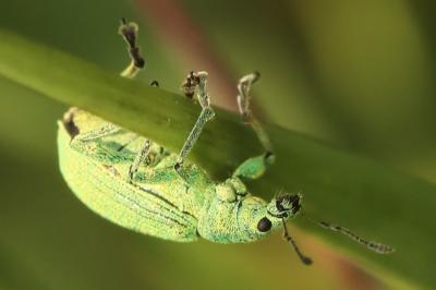 <i>Polydrusus planifrons</i>