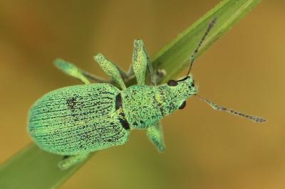 <i>Polydrusus planifrons</i>