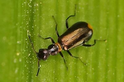 <i>Sphinginus lobatus</i>